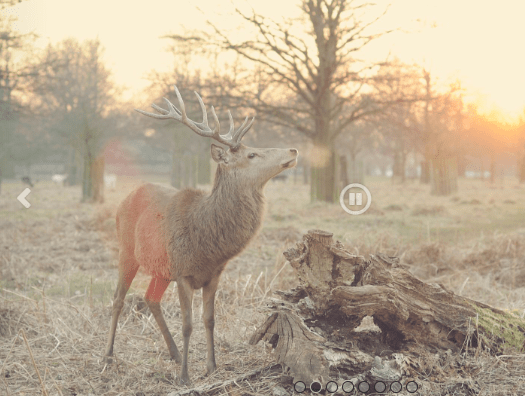 Blog Single
