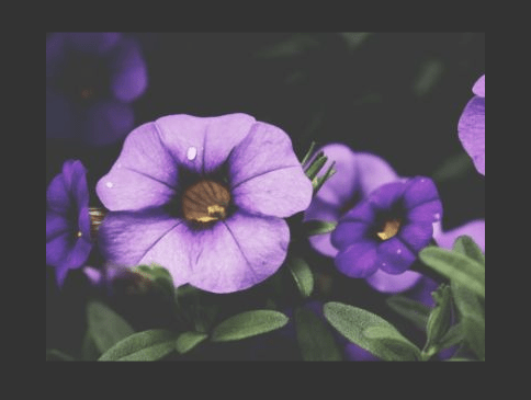Blog Single